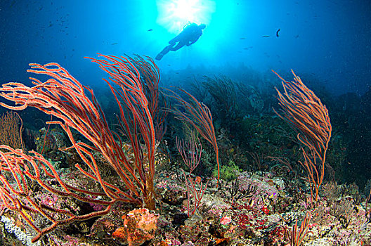 潜水,看,海上,所罗门群岛