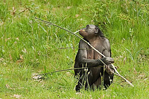 倭黑猩猩,成年,脱,树皮,柳树,枝条,嘴,俘获