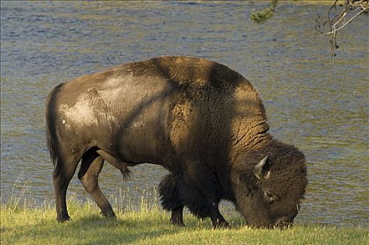 美洲野牛,野牛,放牧,旁侧,河,黄石国家公园,怀俄明,美国