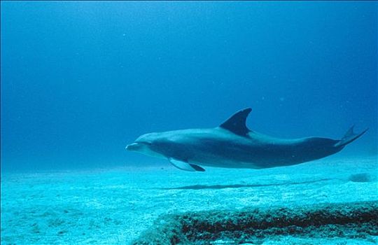 宽吻海豚,加勒比海,洪都拉斯