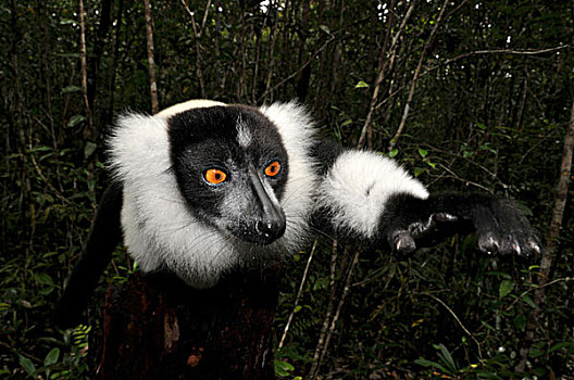 黑白,狐猴,雨,树林,东方,马达加斯加,非洲,印度洋