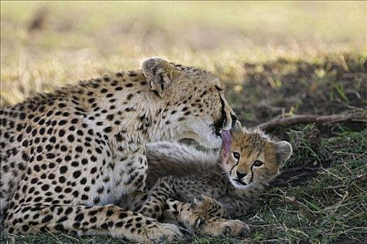 印度豹,猎豹,母兽,修饰,星期,老,幼兽,马赛马拉,自然保护区,肯尼亚