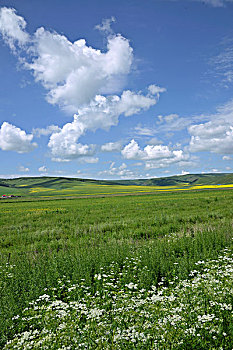 内蒙古科尔沁右翼前旗草原上盛开的草花