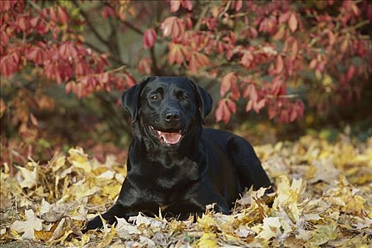 黑色拉布拉多犬,狗,放入,叶子,秋天