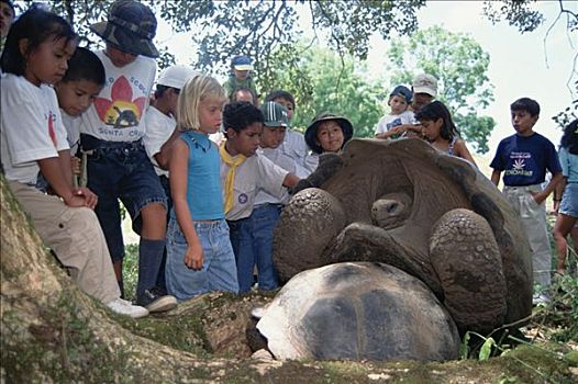 加拉帕戈斯巨龟,加拉帕戈斯象龟,实地游览,展示,孩子,龟,加拉帕戈斯群岛,厄瓜多尔