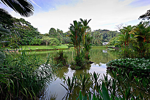 棕榈树,热带,植被,人工湖,公园,新加坡,植物园,亚洲
