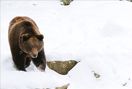 棕熊,雪地,巴伐利亚,德国,俯视图