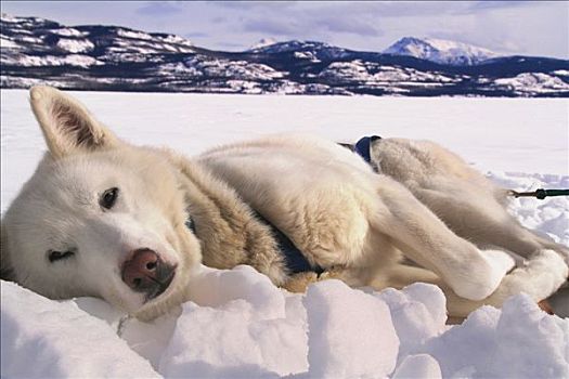 白色,哈士奇犬,冰湖,雪橇狗,休息,育空地区,加拿大