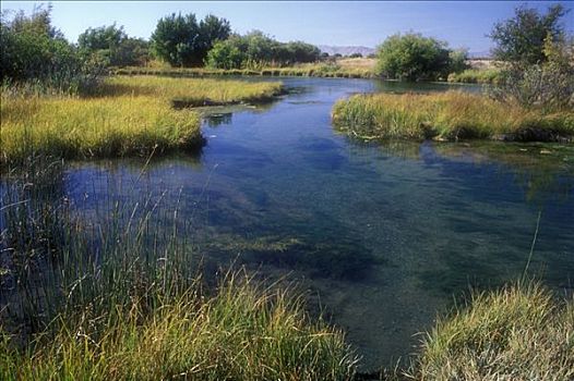 草,靠近,河流,银,溪流,保存,爱达荷,美国