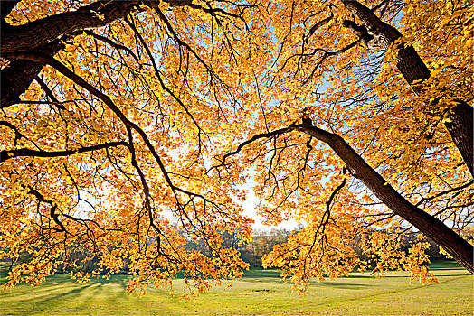 秋天,色彩,地点,枫树,公园,爱尔福特,图林根州,德国,欧洲