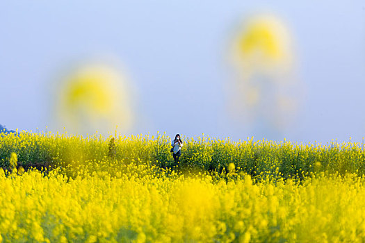 油菜花