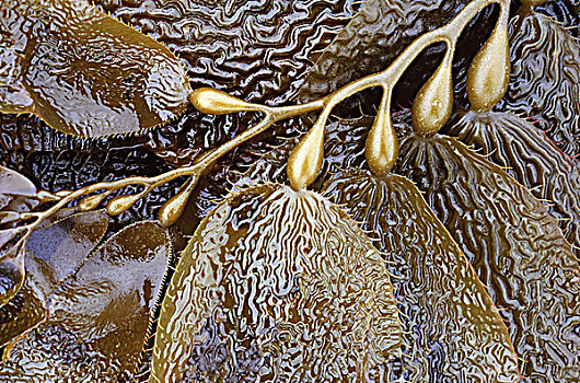 海藻,叶状体,特写,不列颠哥伦比亚省,加拿大