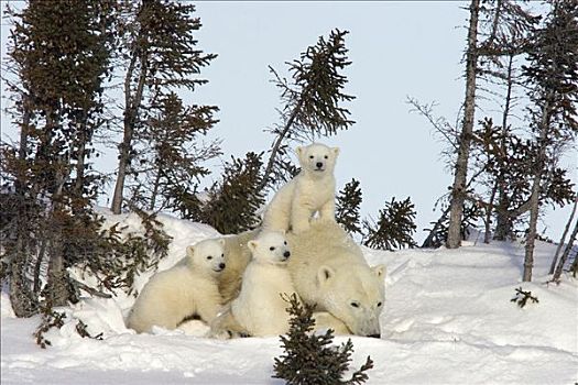 北极熊,三个,老,幼兽,母兽,休息,白云杉,脆弱,瓦普斯克国家公园,曼尼托巴,加拿大