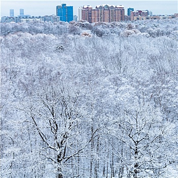 雪,树,树林,城市,冬天,早晨