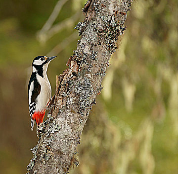 大斑啄木鸟,雌性,库萨莫,芬兰,欧洲