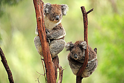 树袋熊,夫妻,树,澳大利亚