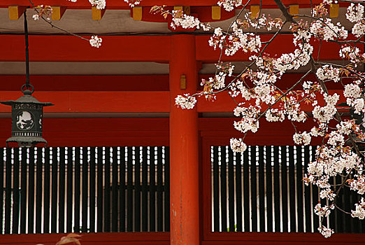 樱花,京都