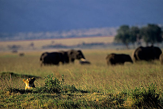 肯尼亚,马赛马拉,雌狮,大象,背景