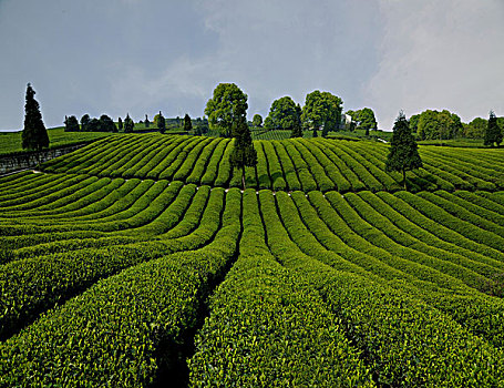 千亩绿茶新芽飘香