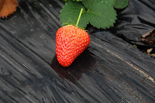 红草莓,白草莓