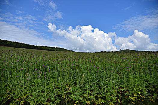 阿尔山