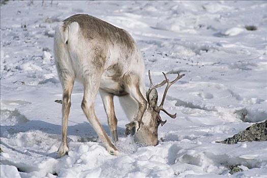 北美驯鹿,驯鹿属,雄性动物,寻找,苔藓,莎草,灌木,北方,斜坡,北极国家野生动物保护区,阿拉斯加