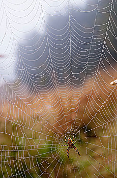 欧洲园蛛,蜘蛛网,阿斯托里亚,俄勒冈,美国