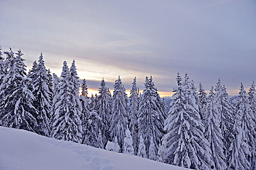 自然,冬季风景,树,初雪