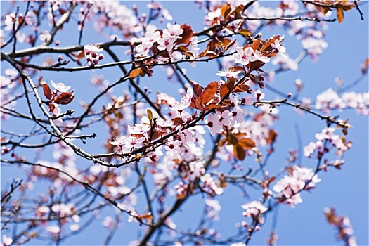 粉色,樱花,盛开,春天