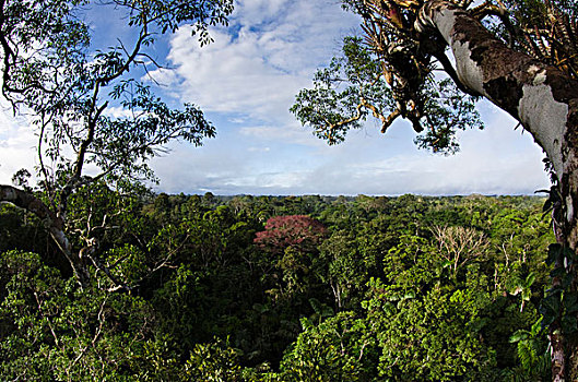 雨林,树荫,国家公园,亚马逊雨林,厄瓜多尔