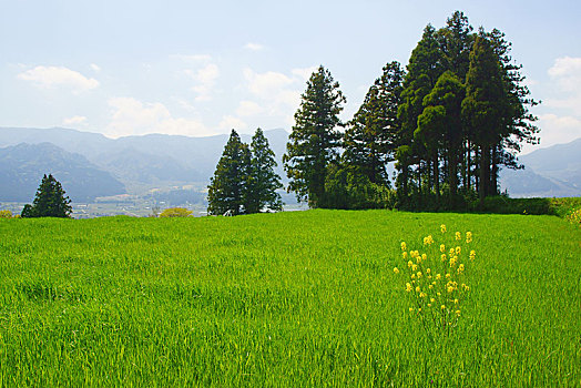 油菜,花,盛开,草丛,地点