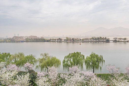 樱花,盛开,南京,玄武湖公园