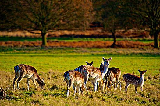扁角鹿,里士满,公园,伦敦,分享,草地,赤鹿,公鹿,鹿角,黇鹿,反刍动物,哺乳动物,家族,鹿,大幅,尺寸