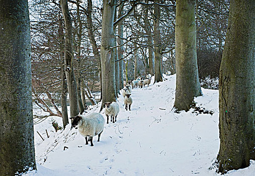 绵羊,放牧,木,冬天,爱尔兰