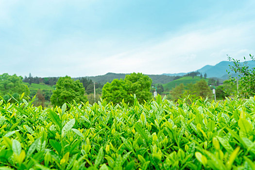 福建武夷山茶树茶叶