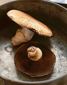 两个,波多白洛大蘑菇,蘑菇