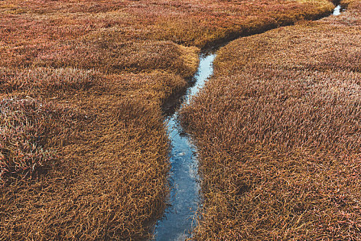 特写,湿地,水,水道,国家海岸,自然保护区