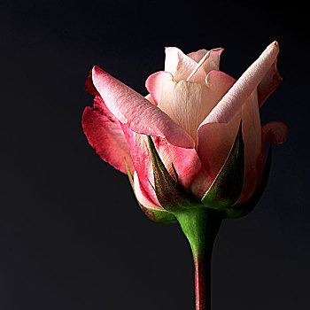 一个,粉色,玫瑰花蕾