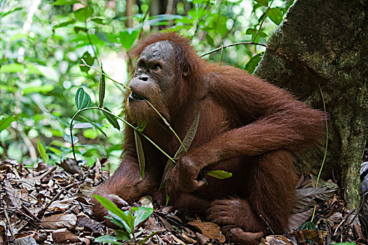 苏门答腊猩猩,吃,叶子,古农列尤择国家公园,北方,苏门答腊岛,印度尼西亚