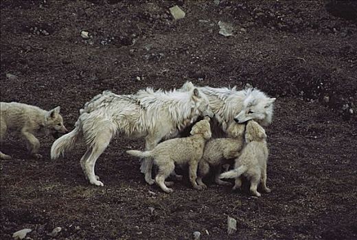 北极狼,狼,幼仔,请求,食物,艾利斯摩尔岛,加拿大