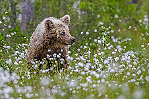 棕熊,毛织品,草,卡瑞里亚,芬兰,欧洲