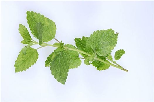 蜜蜂花,甜,香脂油,香蜂草