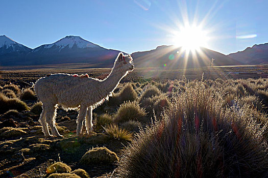 美洲驼,草场,逆光,高原,国家公园,玻利维亚,南美