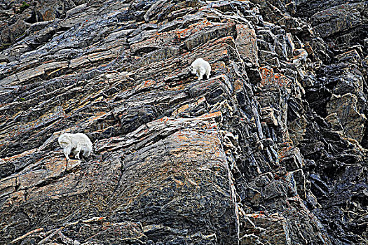 石山羊,雪羊,悬崖,不列颠哥伦比亚省,加拿大