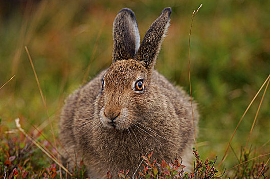 山,野兔,不成熟,夏季服装,坐,高沼地,峰区国家公园,德贝郡,英格兰,英国,欧洲
