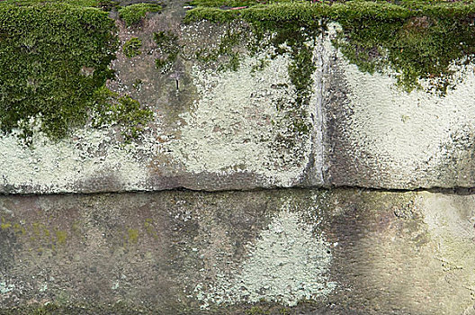 苔藓,石墙