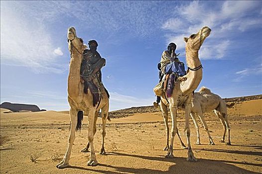柏柏尔人,人,旅行,骆驼,阿卡库斯,利比亚