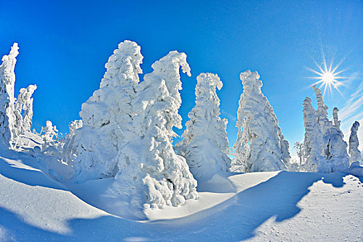 积雪,针叶树,太阳,巴伐利亚森林国家公园,巴伐利亚,德国