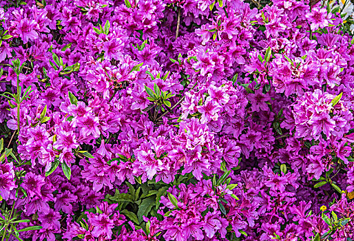 紫色,杜鹃花