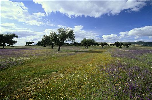 花,草地,埃斯特雷马杜拉,西班牙